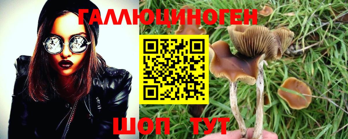 Галлюциногенные грибы Psilocybe Киреевск